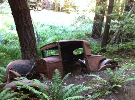 old car left in the redwoods