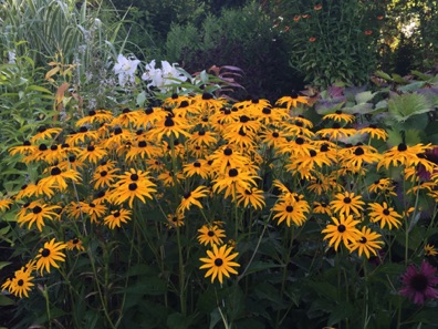 Pretty flowers Pretty flowers