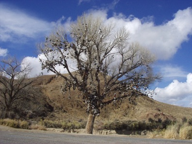 Shoe tree on Highway 50 in Nevada Shoe tree on Highway 50 in Nevada