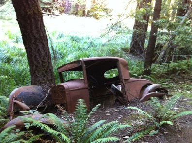 old car left in the redwoods old car left in the redwoods
